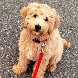 Meet your Posher, Robin